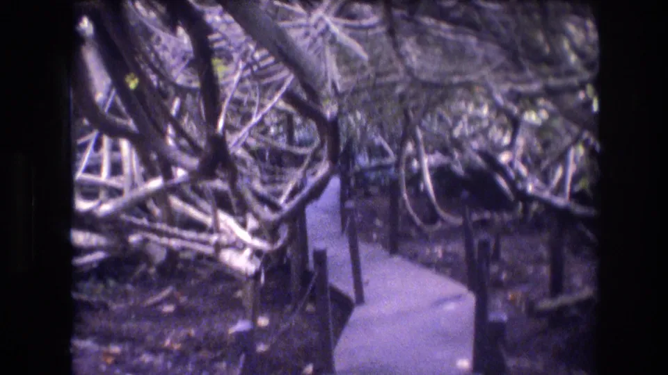1977 Honolulu home-movie frame showing a narrow walkway receding through dense tropical vines, branches, and shaded garden growth.