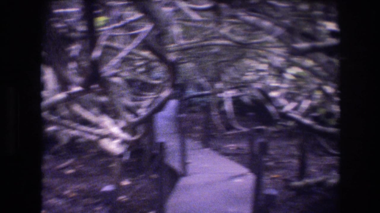 1977 Honolulu home-movie frame showing a narrow path winding through dense branches and tropical garden growth.