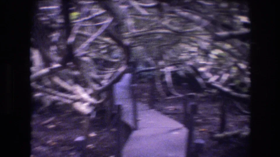 1977 Honolulu home-movie frame showing a narrow path winding through dense branches and tropical garden growth.
