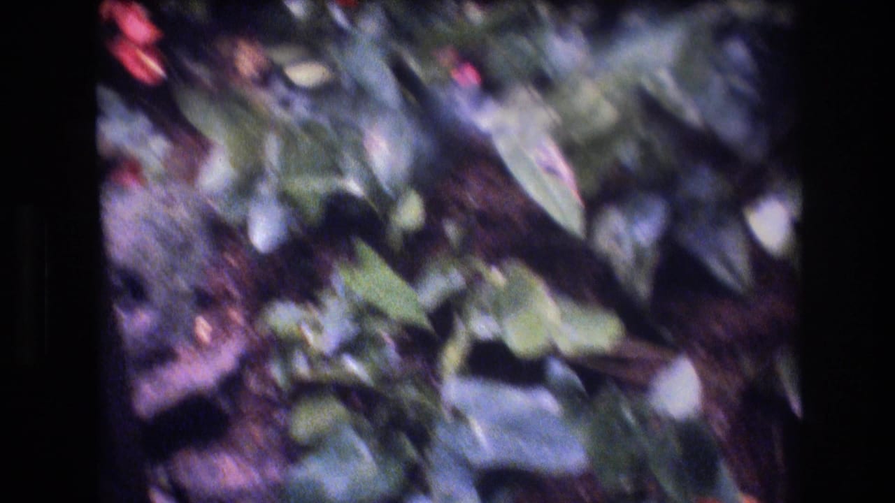 Soft 8mm close view of tropical leaves and red flowers in a Honolulu garden, with handheld blur and dark soil visible.