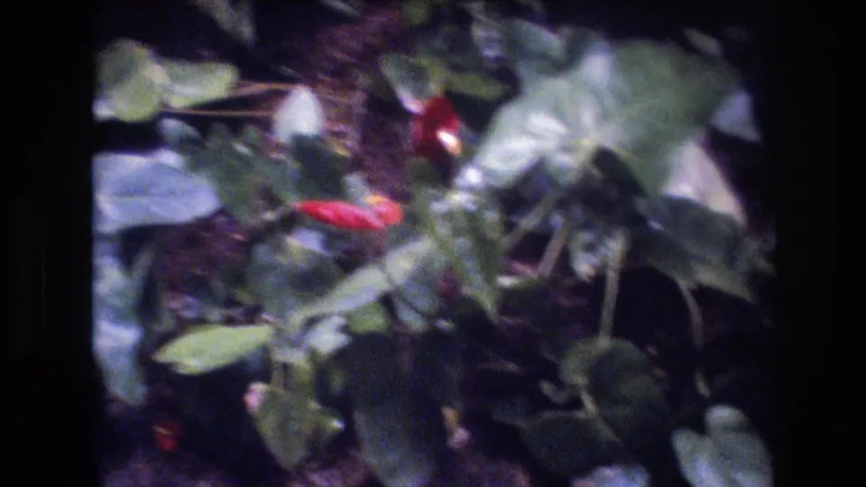 Home-movie garden close-up in Honolulu showing broad tropical leaves and bright red flowers, likely anthuriums, in dense planting.