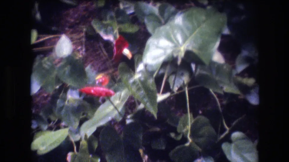 1977 Oahu garden frame with glossy leaves, red tropical flowers, visible stems, and soft handheld 8mm texture.