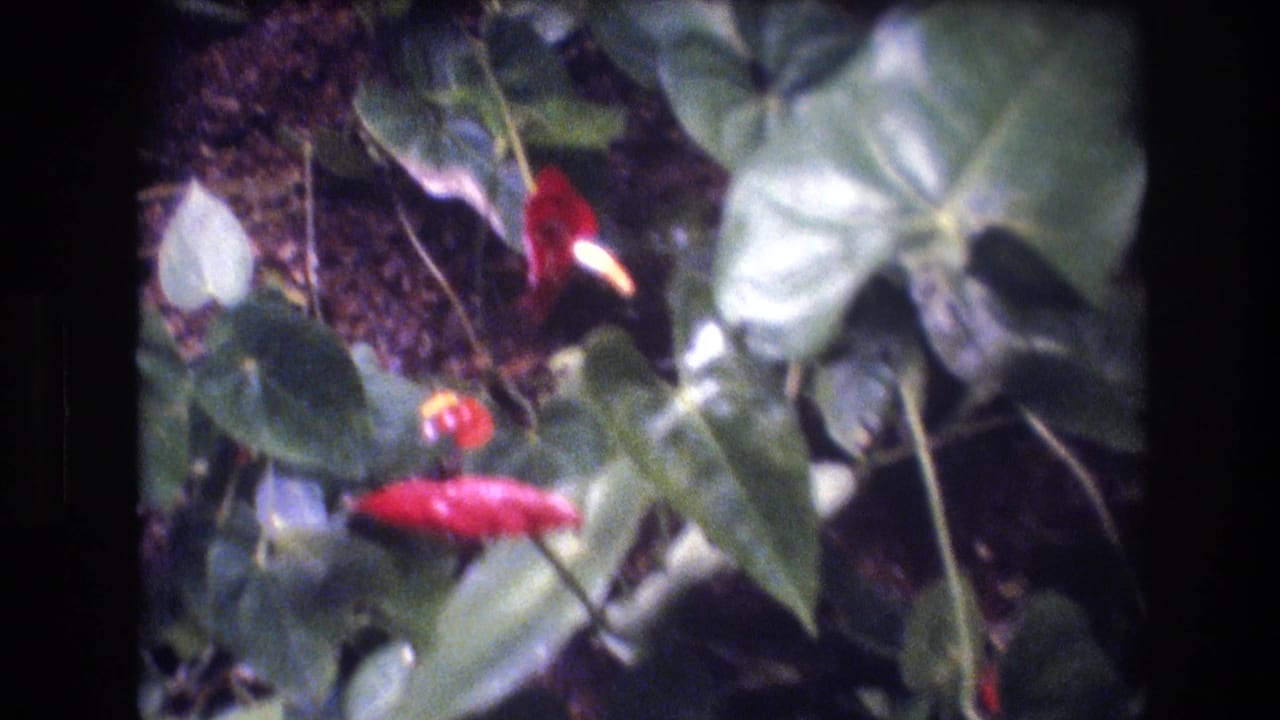 1977 Honolulu home-movie frame showing red anthurium flowers with pale spadices surrounded by glossy green tropical foliage.