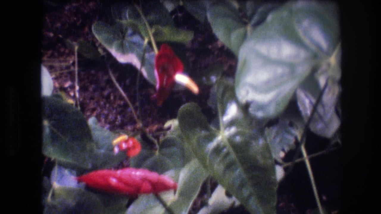 1977 Honolulu frame with red anthurium blooms and broad glossy leaves, recorded in soft handheld 8mm home-movie style.