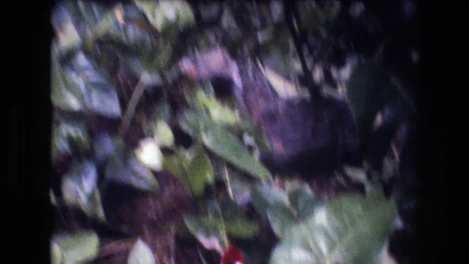 Handheld 1977 Honolulu home-movie frame with motion-blurred tropical foliage and a red anthurium partly visible near the bottom.