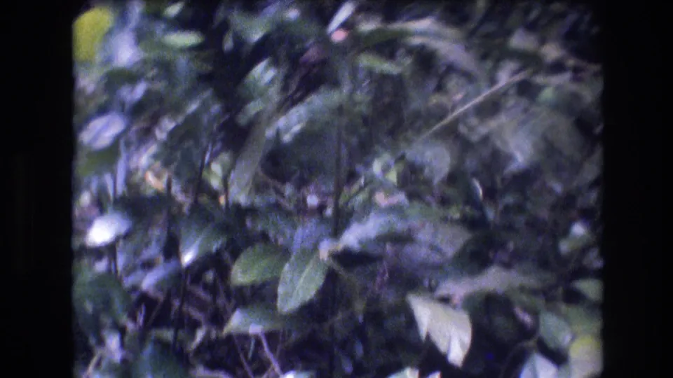 Final 1977 Honolulu frame showing dense tropical garden foliage during a rapid handheld pan, with heavy motion blur and soft 8mm texture.