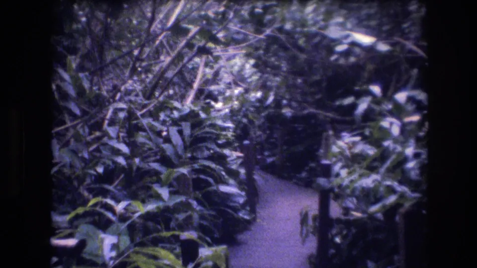 1977 Honolulu, Oahu home-movie frame showing a narrow path enclosed by tropical plants, branches, and shaded greenery along the walking route.