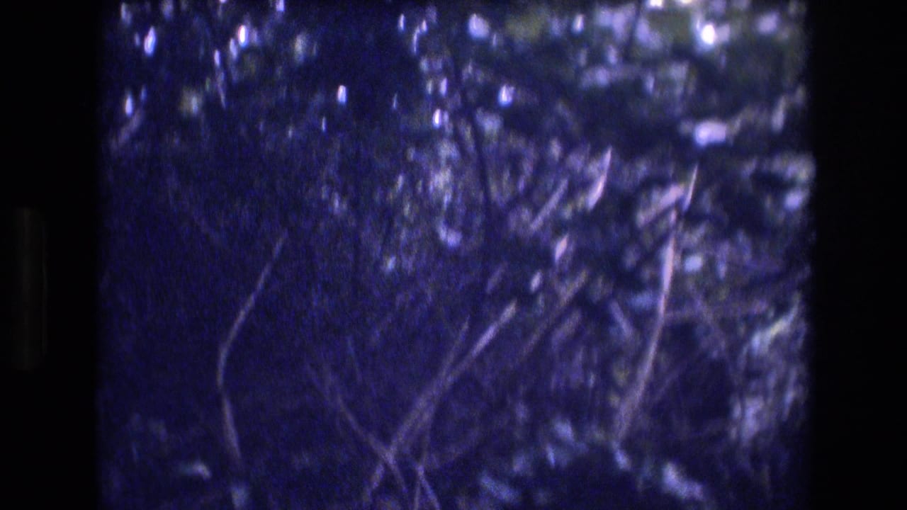 Dense tropical foliage in a shaded Honolulu, Oahu garden setting, with branches and leaves softened by 8mm grain and low light.