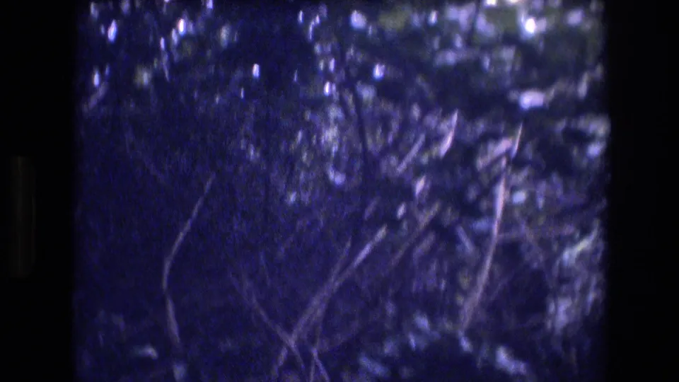 Dense tropical foliage in a shaded Honolulu, Oahu garden setting, with branches and leaves softened by 8mm grain and low light.