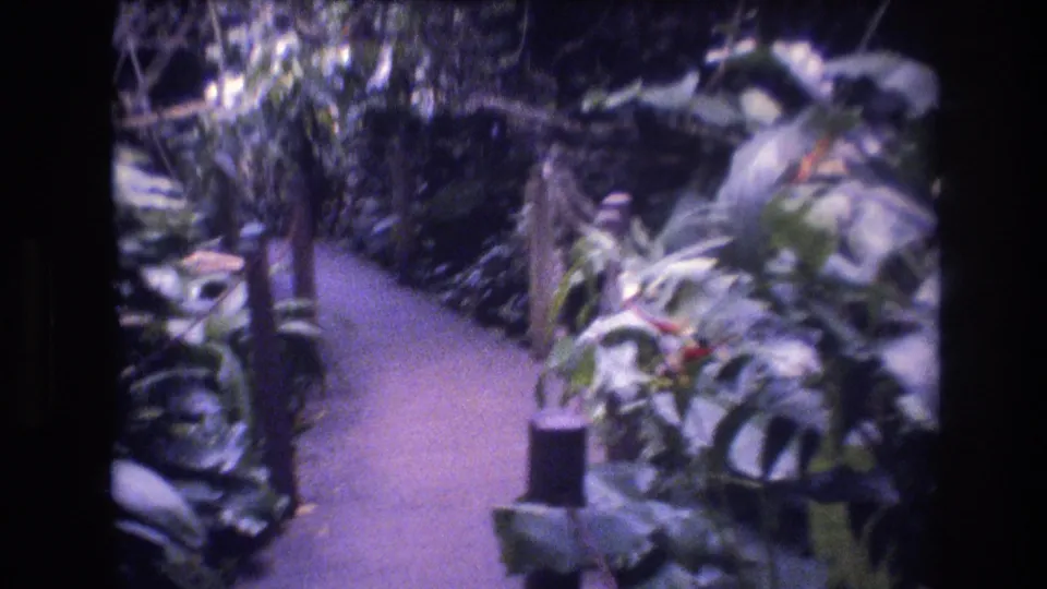 Visitor-level view along a narrow path in Honolulu, Oahu, bordered by short posts, broad tropical leaves, and shaded garden planting.