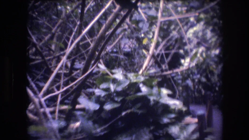 Close view of tangled branches, vines, and broad tropical leaves along the Honolulu, Oahu garden path in grainy 8mm footage.