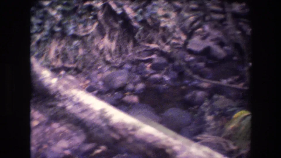 The final frame shifts away from the woman to a rocky rainforest watercourse or stream edge, with vegetation and a pale fallen branch crossing the foreground.