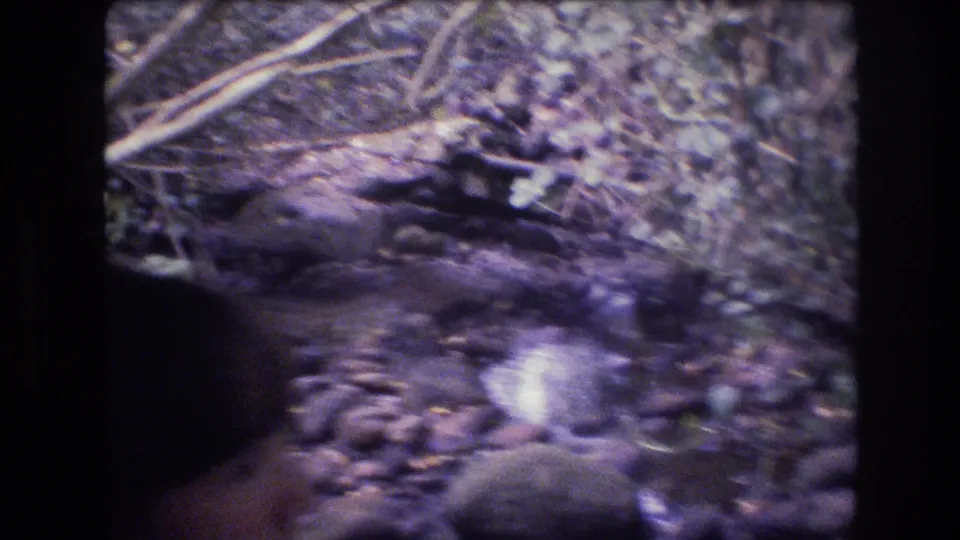 1977 Honolulu, Oahu 8mm frame showing a low handheld view of branches, stream stones, leaf litter, and dense ground vegetation.