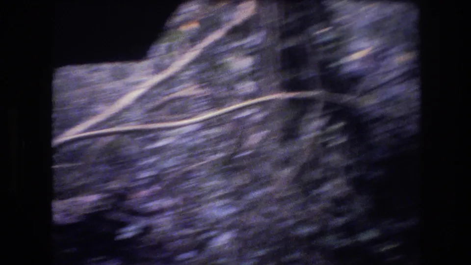 1977 Honolulu, Oahu 8mm frame showing blurred tree trunks, branches, and forest vegetation as the handheld camera moves through the stream setting.