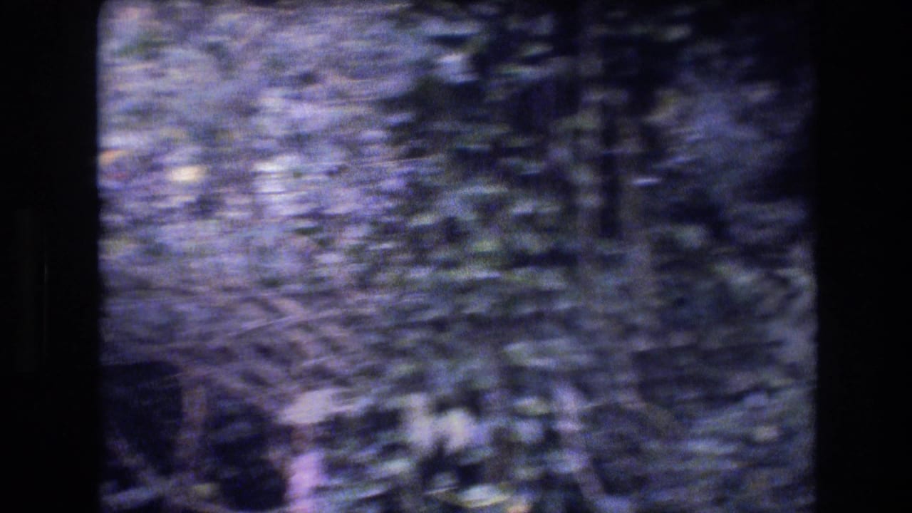 1977 Honolulu, Oahu 8mm frame showing a soft, handheld view through dark tree trunks and dense tropical greenery with a blue-purple film cast.