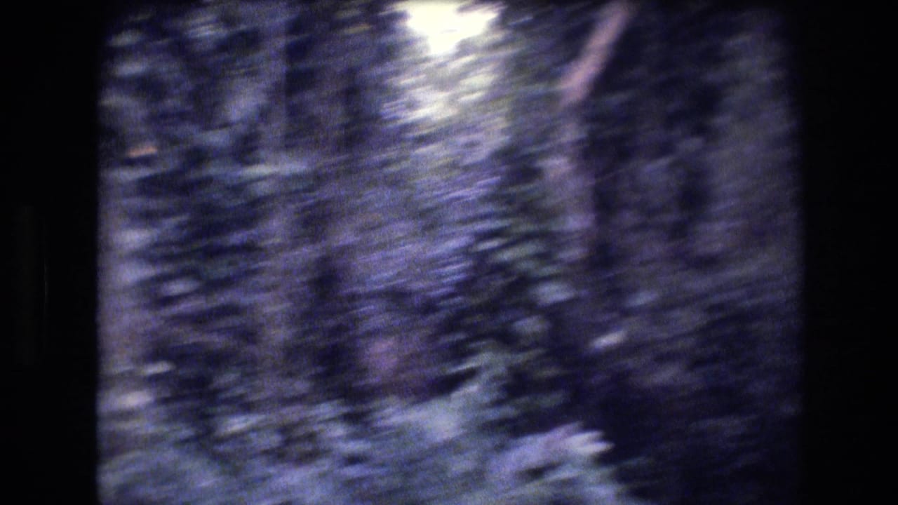 Soft forest view with tall trunks, leafy canopy, and bright light near the top edge.