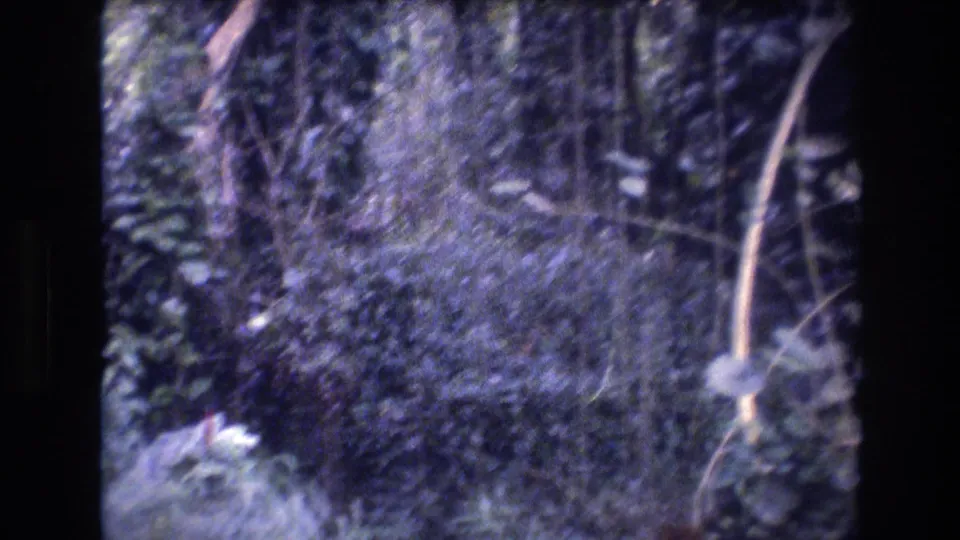1977 Honolulu, Oahu 8mm frame looking into tangled tropical undergrowth with vines, leafy plants, and a pale curved stem near the right side.