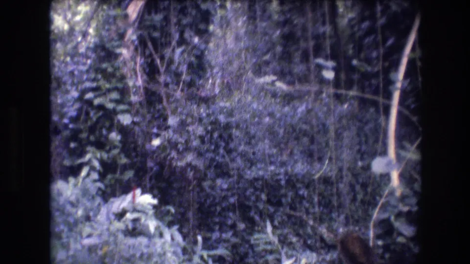 1977 Honolulu, Oahu 8mm frame showing dense tropical undergrowth, thin vines, leafy plants, and a pale branch or stem along the right edge.