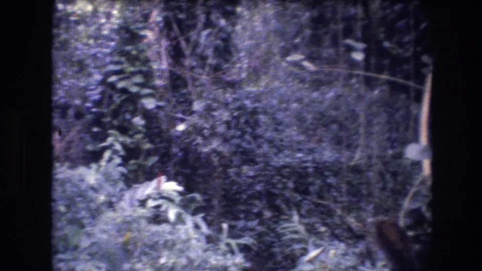 Dense tropical forest vegetation in Honolulu, Oahu, Hawaii, shown in a grainy 1977 8mm home-movie frame with a blue-purple color cast.