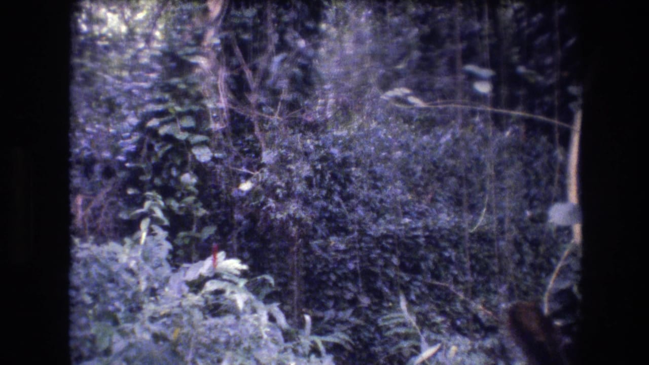 Thick leafy undergrowth and vines with dark film borders.
