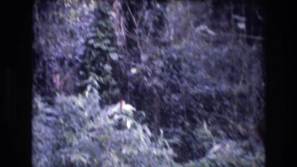 A blurred handheld 8mm view of dense Oahu vegetation, with pale leaves in the lower frame and darker tangled brush behind.