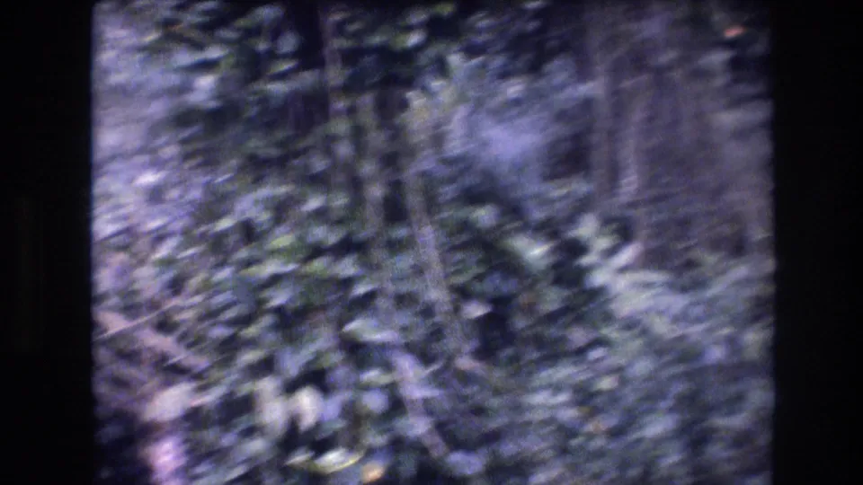 Motion-blurred close view of leafy tropical vegetation in the 1977 Honolulu, Oahu 8mm footage, with no clearly visible people or animals.