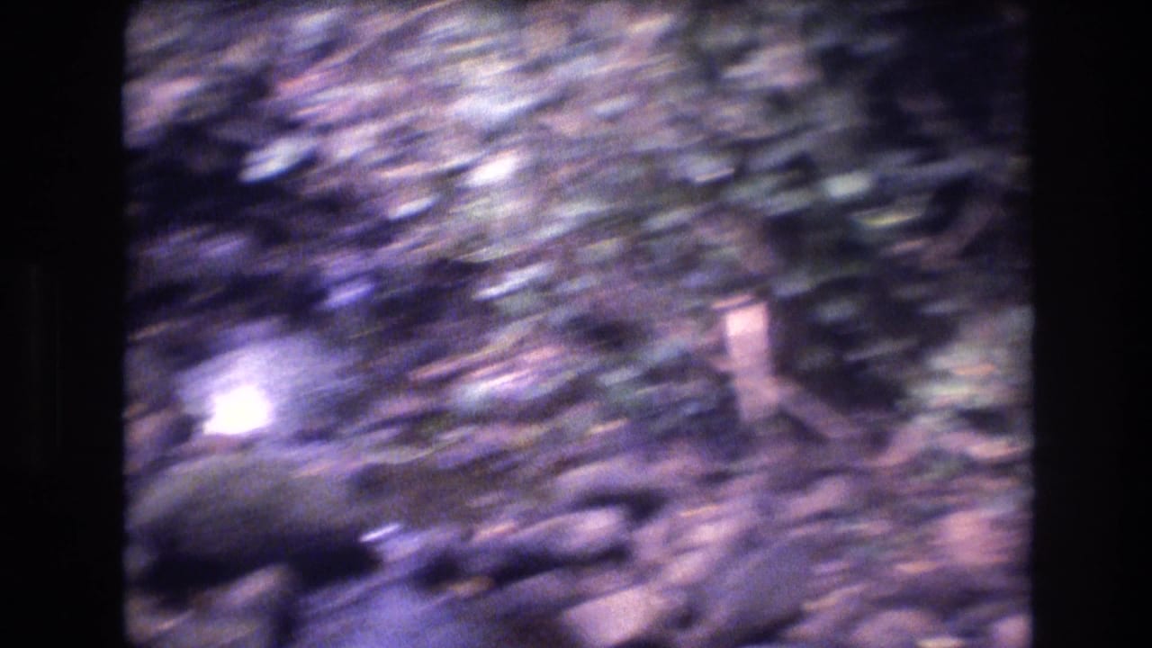 Soft, motion-blurred 8mm frame of wooded ground, leaves, and branches in an outdoor Honolulu travel scene supported by the clip metadata.