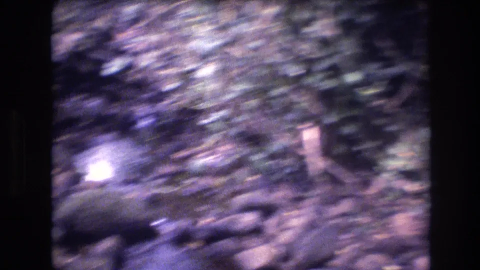 Soft, motion-blurred 8mm frame of wooded ground, leaves, and branches in an outdoor Honolulu travel scene supported by the clip metadata.