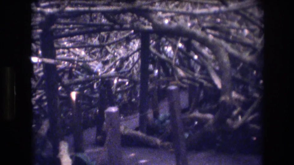 1977 Honolulu 8mm frame showing a shadowed wooded path with dense tangled branches, dark trunks, and blue-purple film aging.