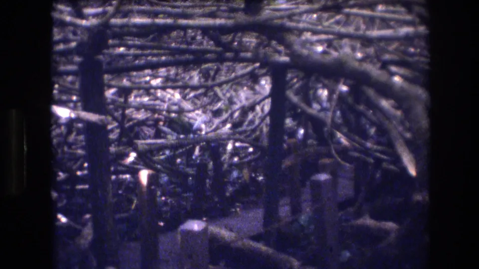 1977 Honolulu home-movie frame with a narrow dark path surrounded by overlapping branches, trunks, and specks of reflected light.