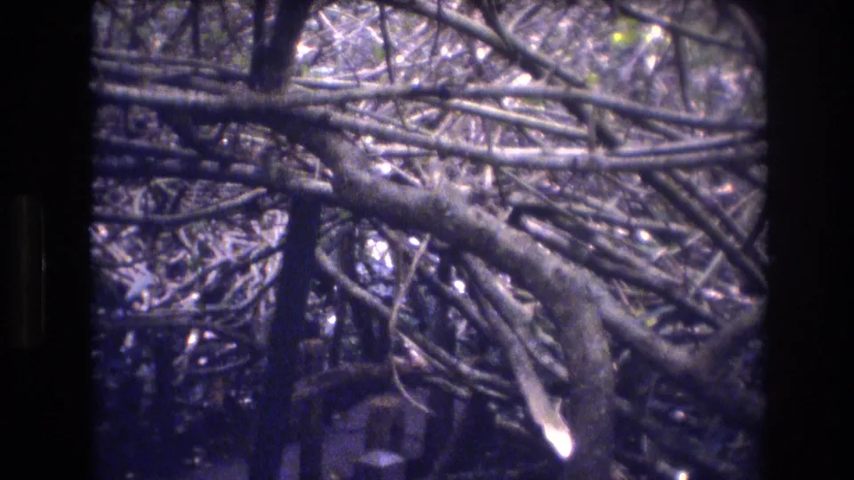 1977 Honolulu 8mm frame showing large twisted limbs crossing the foreground over a dark, grainy wooded path or thicket.