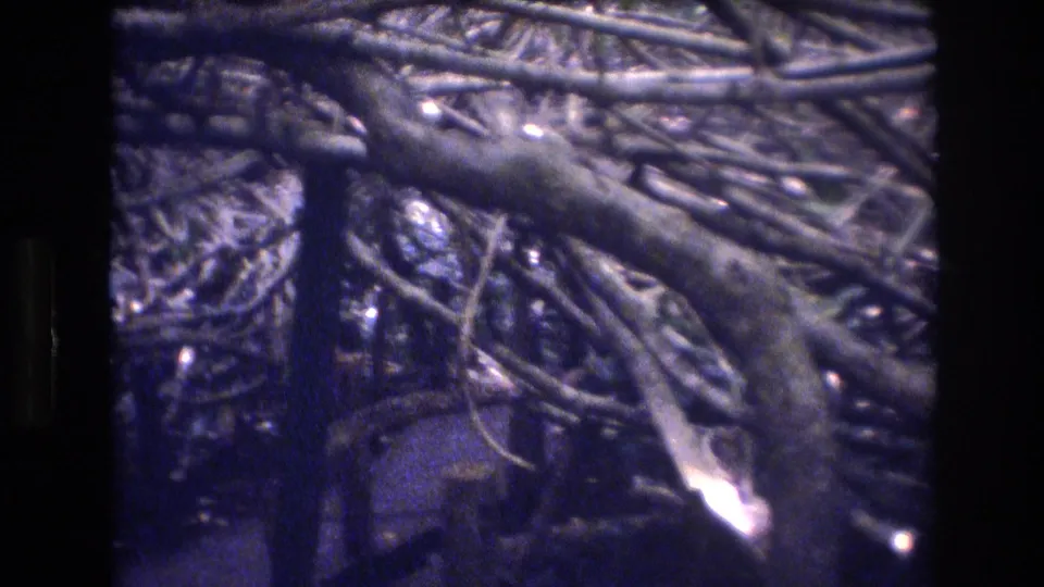 1977 Honolulu home-movie frame with heavy branches arching over a shadowed wooded passage and a bright flare near the bottom of the scan.
