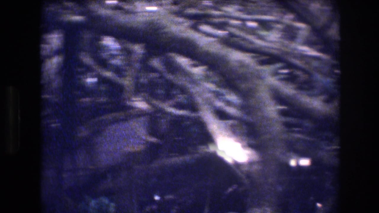1977 Honolulu 8mm frame showing a close, soft-focus view through tangled bare shrub branches with dark gaps and bright highlights.