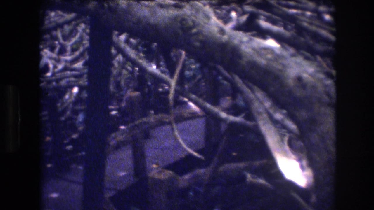 Dense shrub branches and twigs seen close-up against a dark blue-purple background.