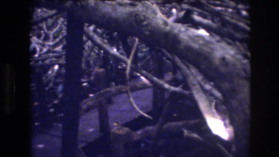 1977 Honolulu home-movie frame looking into a dense leafless shrub, with overlapping twigs and a small bright flare near the lower edge.