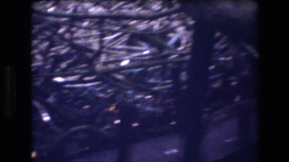 1977 Honolulu 8mm frame with a handheld close view of bare shrub twigs, soft blur, and low-light blue-purple grain.