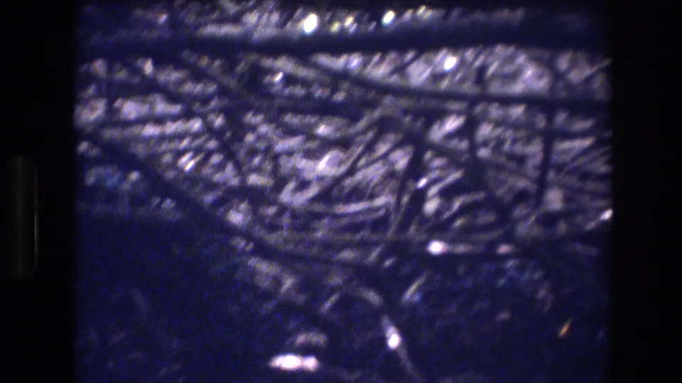 1977 Honolulu home-movie frame showing interlaced shrub branches across a dark blue-purple field, with speckled highlights and visible 8mm grain.