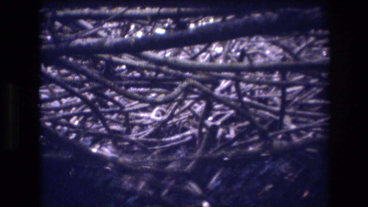 1977 Honolulu, Oahu home-movie frame showing a dark, blue-purple view of dense interwoven branches and foliage at ground level.