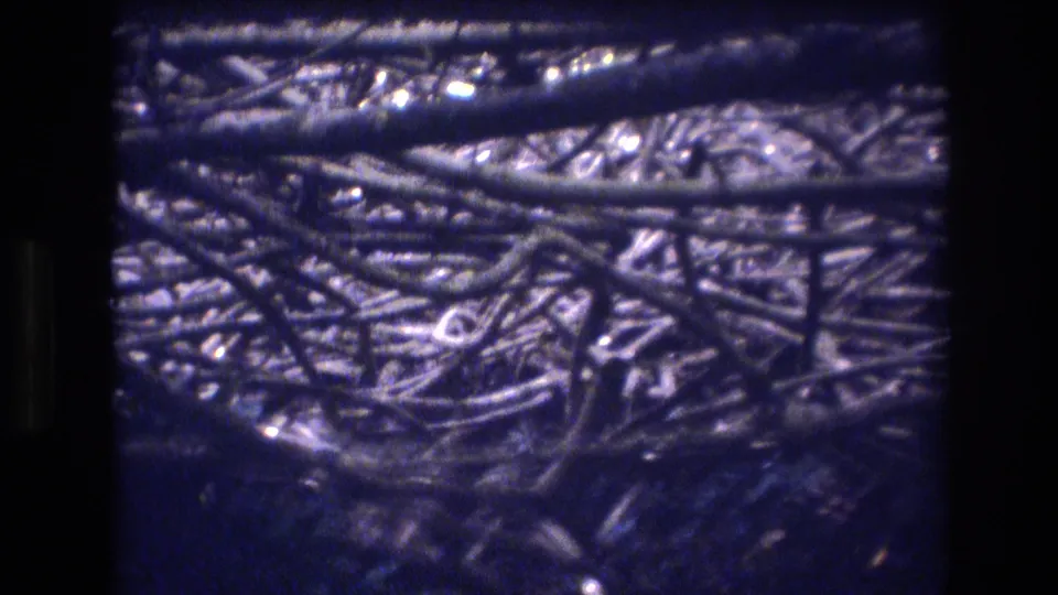 1977 Honolulu, Oahu home-movie frame showing a dark, blue-purple view of dense interwoven branches and foliage at ground level.