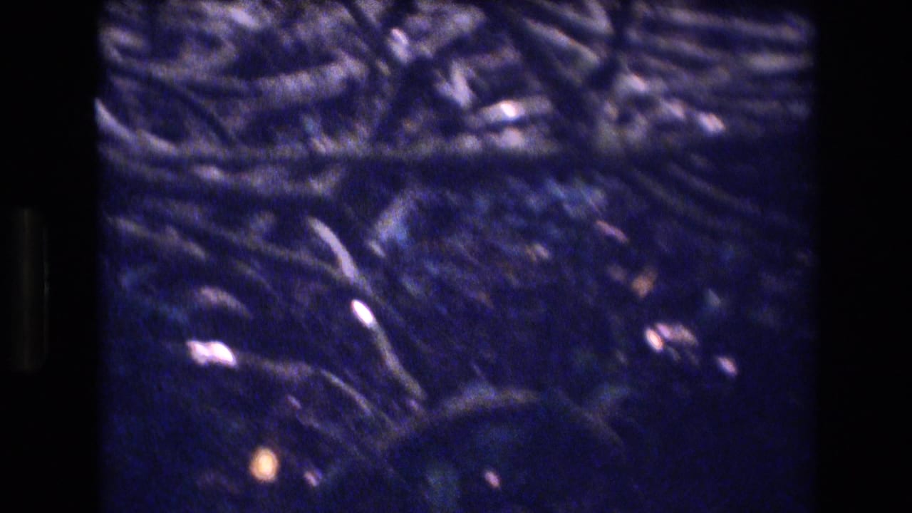 1977 Honolulu, Oahu 8mm frame with shadowy tropical vegetation, tangled roots or vines, and strong blue-purple film coloration.
