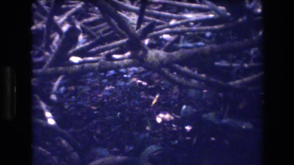 1977 Honolulu, Oahu home-movie frame showing a low handheld view of branches, leaf litter, and dark ground within dense vegetation.