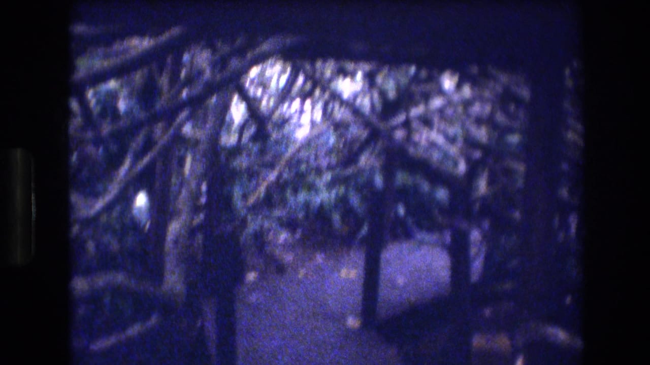 1977 Honolulu-area 8mm frame showing blue-tinted tropical trees and dense foliage around a shaded walkway or forest path.