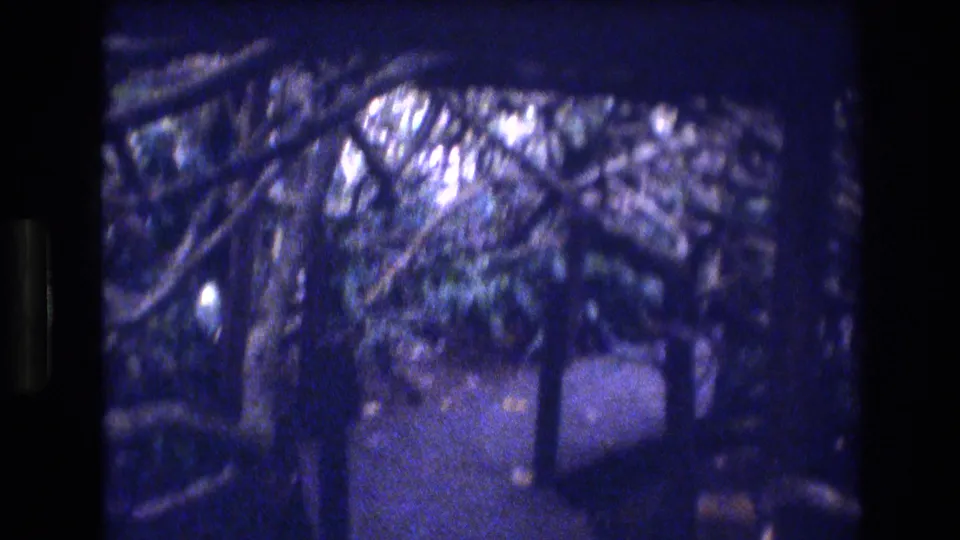 1977 Honolulu-area 8mm frame showing blue-tinted tropical trees and dense foliage around a shaded walkway or forest path.