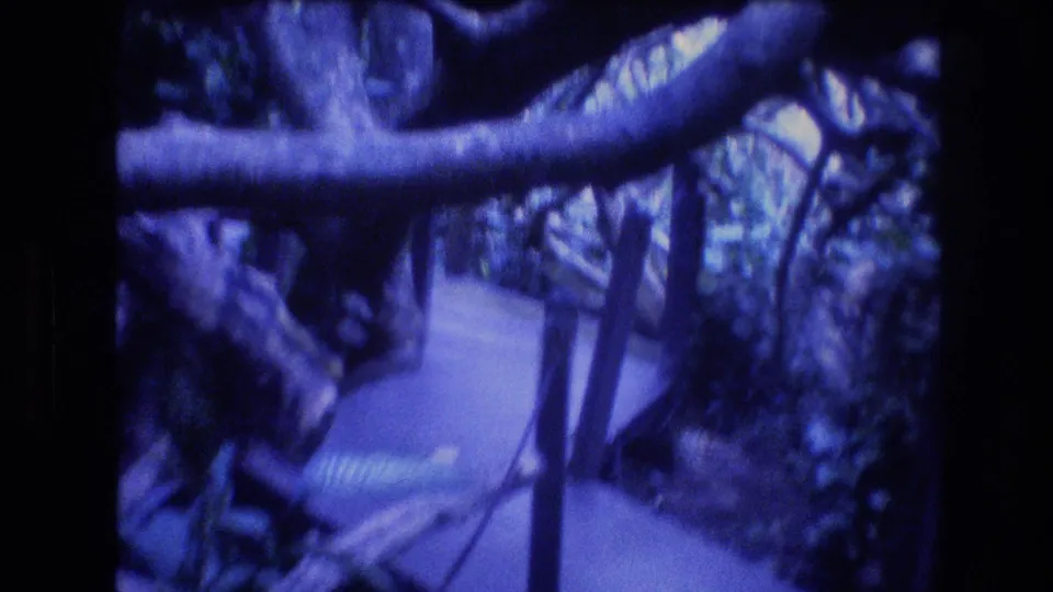 Blue-cast 1977 Honolulu-area 8mm frame with a wooden boardwalk receding through shaded foliage and heavy overhanging branches.