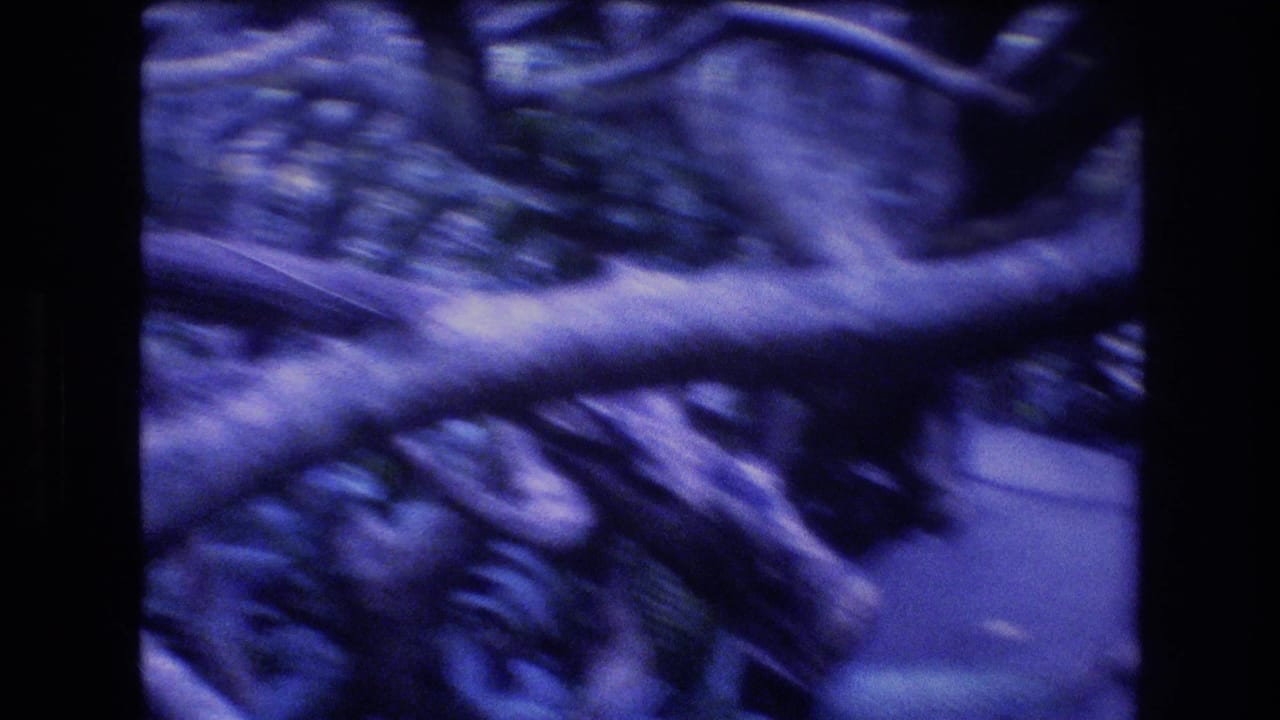 1977 Honolulu Oahu 8mm frame showing a close, blue-cast view of crossing tree limbs and dense shadowed foliage.