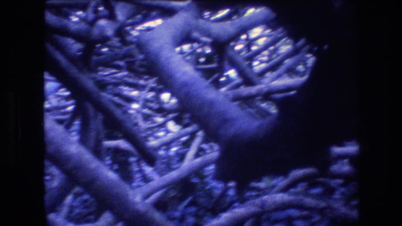 Dense branches and a dark tree trunk fill the frame.