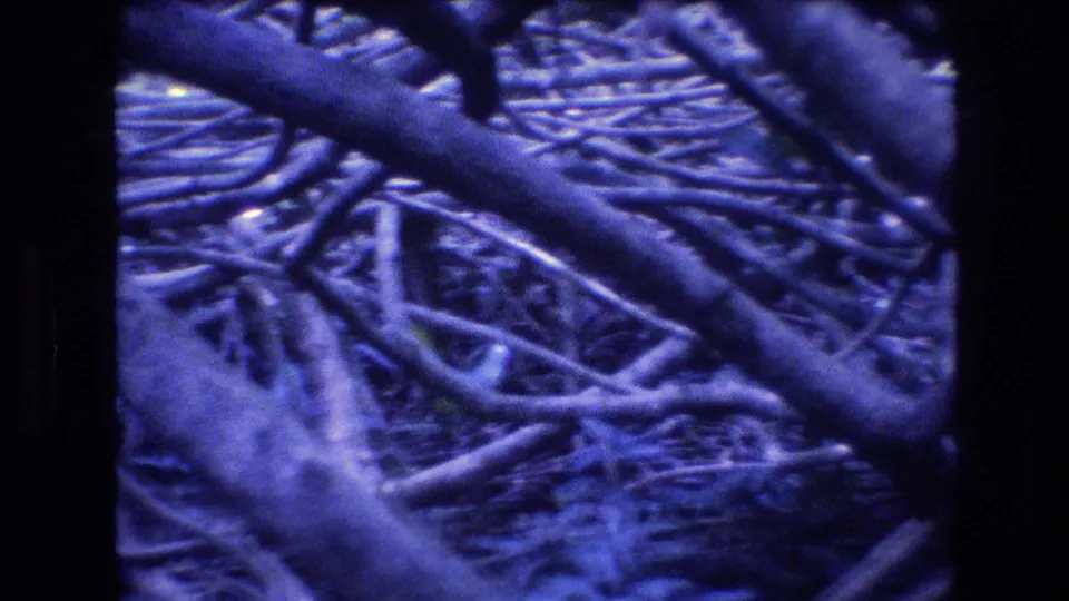 1977 Honolulu Oahu 8mm frame showing a large diagonal limb over tangled smaller branches and dark undergrowth.