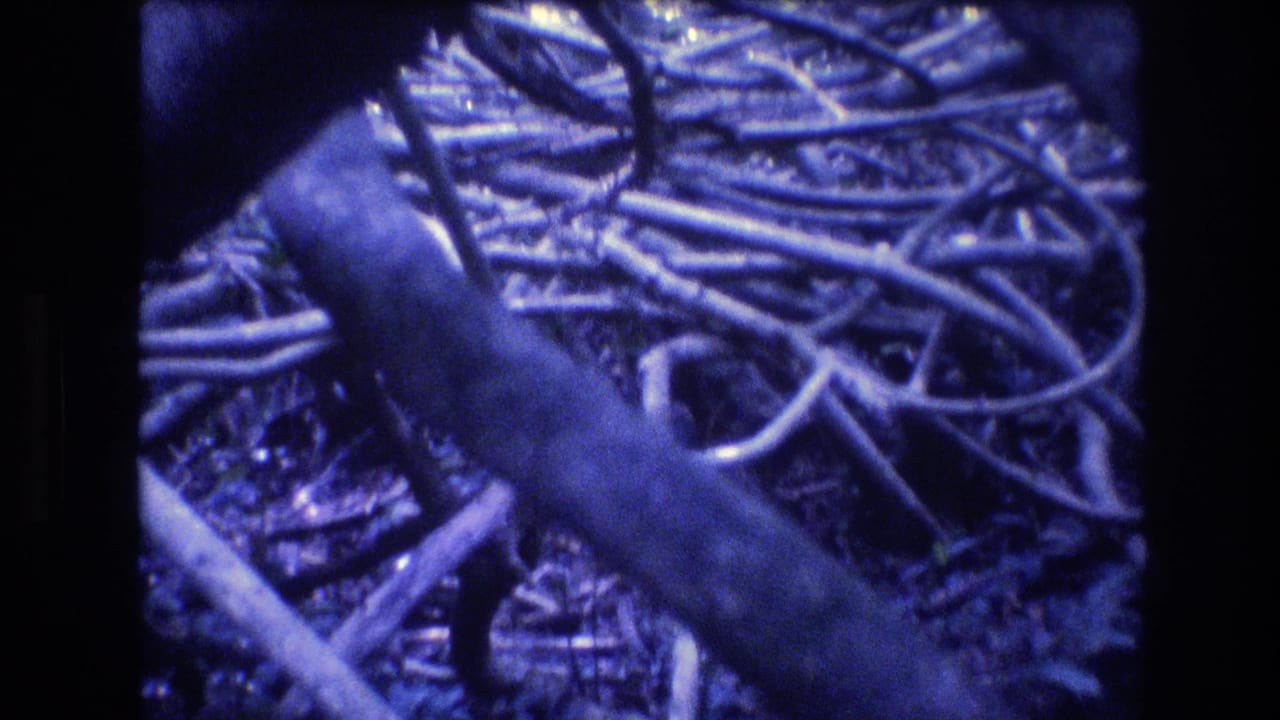 1977 Honolulu, Oahu home-movie frame showing dense tangled tree roots and branches in shaded undergrowth, rendered with soft focus, blue color shift, and visible 8mm frame edges.