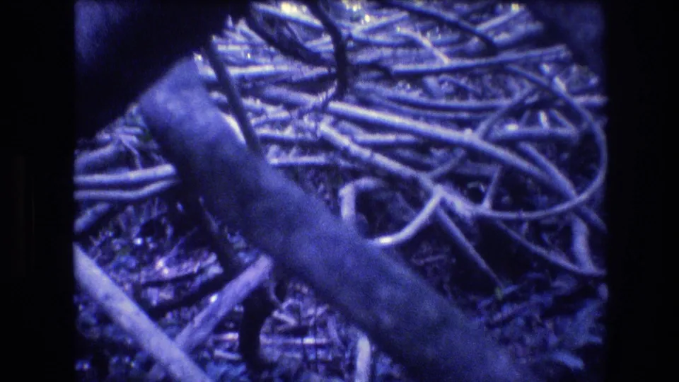 1977 Honolulu, Oahu home-movie frame showing dense tangled tree roots and branches in shaded undergrowth, rendered with soft focus, blue color shift, and visible 8mm frame edges.