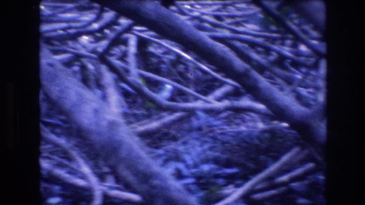 1977 Honolulu, Oahu 8mm frame with a close, handheld view of intertwined roots and branches across the forest floor, with heavy blue tint and soft archival focus.
